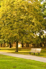 Bench in park with yellow foliage tree during autumn