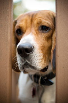 A young beagle dog looking sad.  Separation anxiety.
