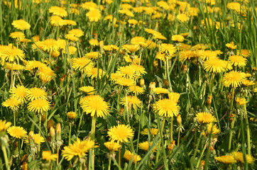 Glade of dandelion
