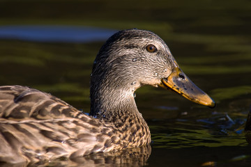 Close up and very detailed image of a female Mallard Duck.