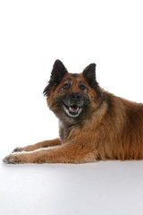 big brown dog with pointed ears on a white background
