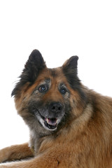 big mixed breed dog's face and head over white background
