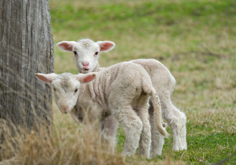 Naklejka na ściany i meble two cute and adorable shy lambs on the farm