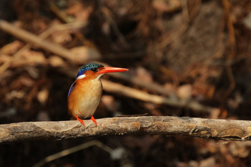 Malachiteisvogel (Alcedo cristata) im Okavango Delta, Botswana