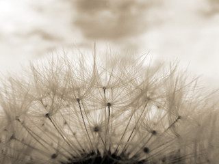 Sepia toned close-up of dandelion clock against sky