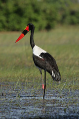 Sattelstorch (Ephippiorhynchus senegalensis)