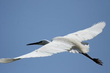 Seidenreiher (Egretta garzetta) im Flug