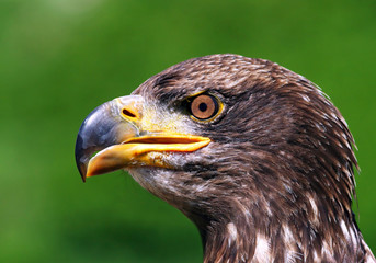 tête d'aigle