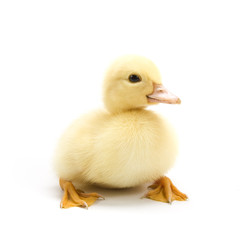 Duckling isolated on white background