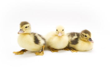 Ducklings isolated on white background