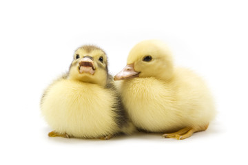 Ducklings isolated on white background