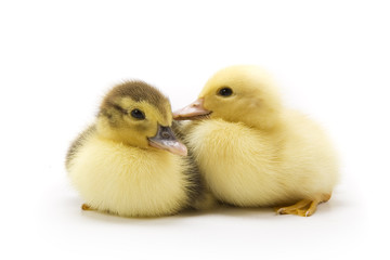 Fototapeta premium Ducklings isolated on white background