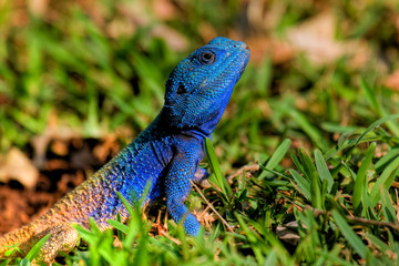tree agama