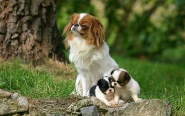 cavalier king charles et ses bébés