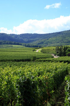 Vineyard  - France, Alsace