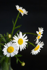 Obraz premium Bouquet of daisy flowers on a black background