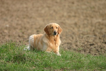 Hovawart beige couché dans l'herbe