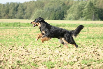 Hovawart sautillant dans la fraiche campagne