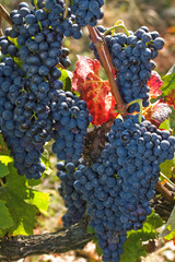 Grapes harvested for wine making in autumn