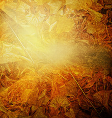 A beautiful abstract autumn background