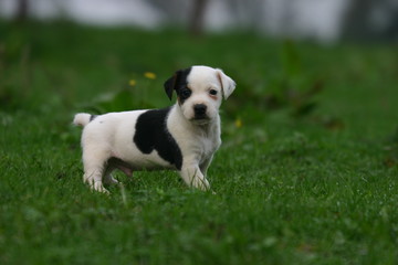 chiot jack russell super mignon