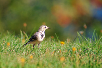 Bachstelze im Gras - Unschärfe