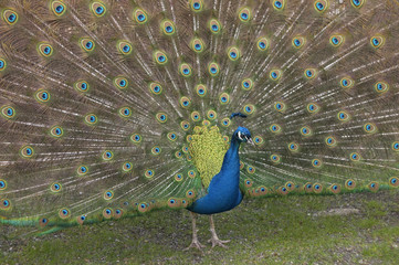 Obraz premium peacock with tail feathers out.