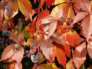 Wilder Wein im Sonnenlicht