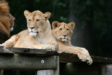 lionceaux