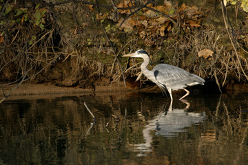 H&eacute;ron cendr&eacute;