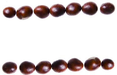 chestnut isolated on white background