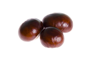 Chestnut isolated on white background