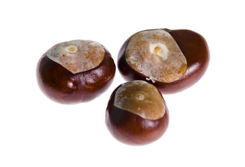 Chestnuts isolated on white background