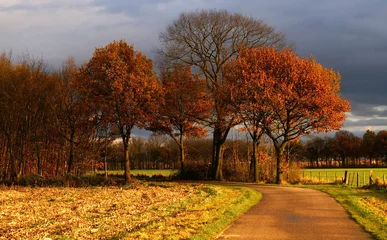 Vlies Fototapete Herbst country road to some nice colored autumn trees
