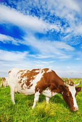 Fototapeta na wymiar krów w gospodarstwie