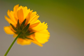 yellow flower on  green background in  garden,  close up