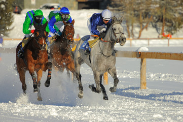 Course de chevaux sur neige