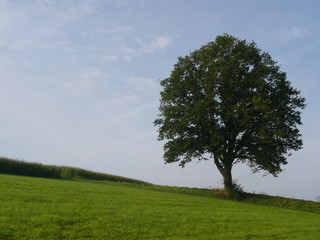 Obraz premium einsamer Baum