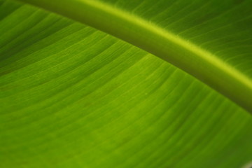 Feuille de bananier