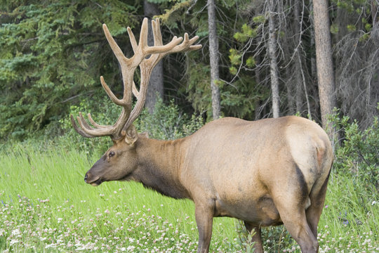 Bull elk on a glade