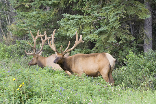 Two bull elks on a meadow