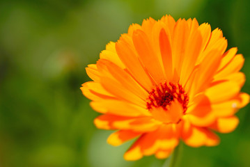 Fototapeta premium decorative flower of orange color on green background