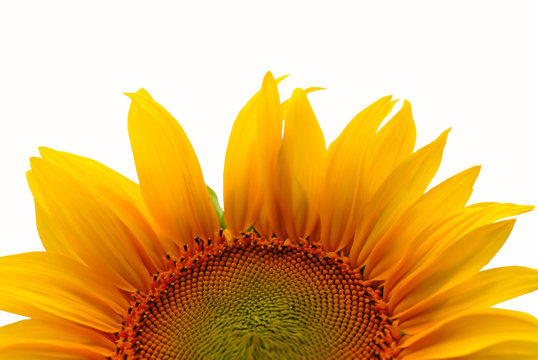 flower of sunflower on  white background