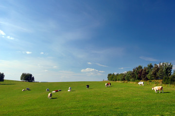 Obraz premium Beautiful summer countryside - cows on pasture