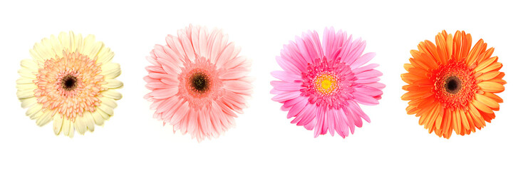 four different color gerberas on white