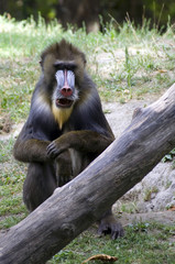 singe
