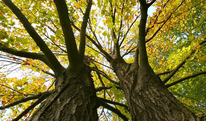 Colorful Tree View From Bottom