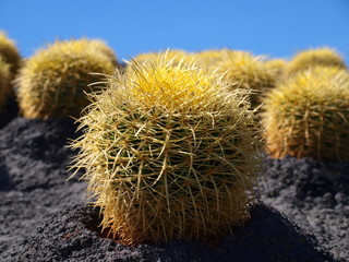 Kaktus
