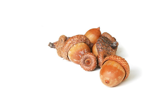 Autumn acorns on white background