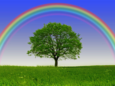 Regenbogen.Baum